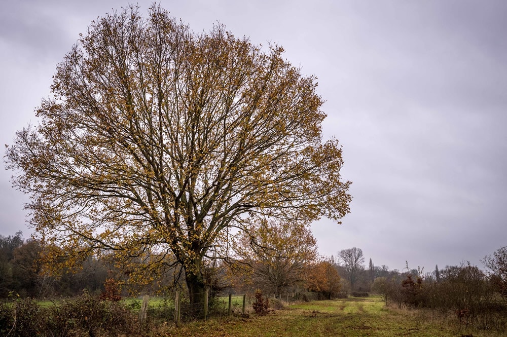 Ouse Valley Little Paxton